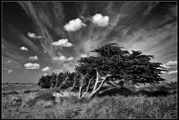48 - PINS SOUS LE VENT - ANDRIEN DIEUDONNE - belgium <div
